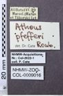 Etiketten zu Athous pfefferi (NHMW-ZOO-COL-0009016)